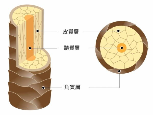 駁髮科學